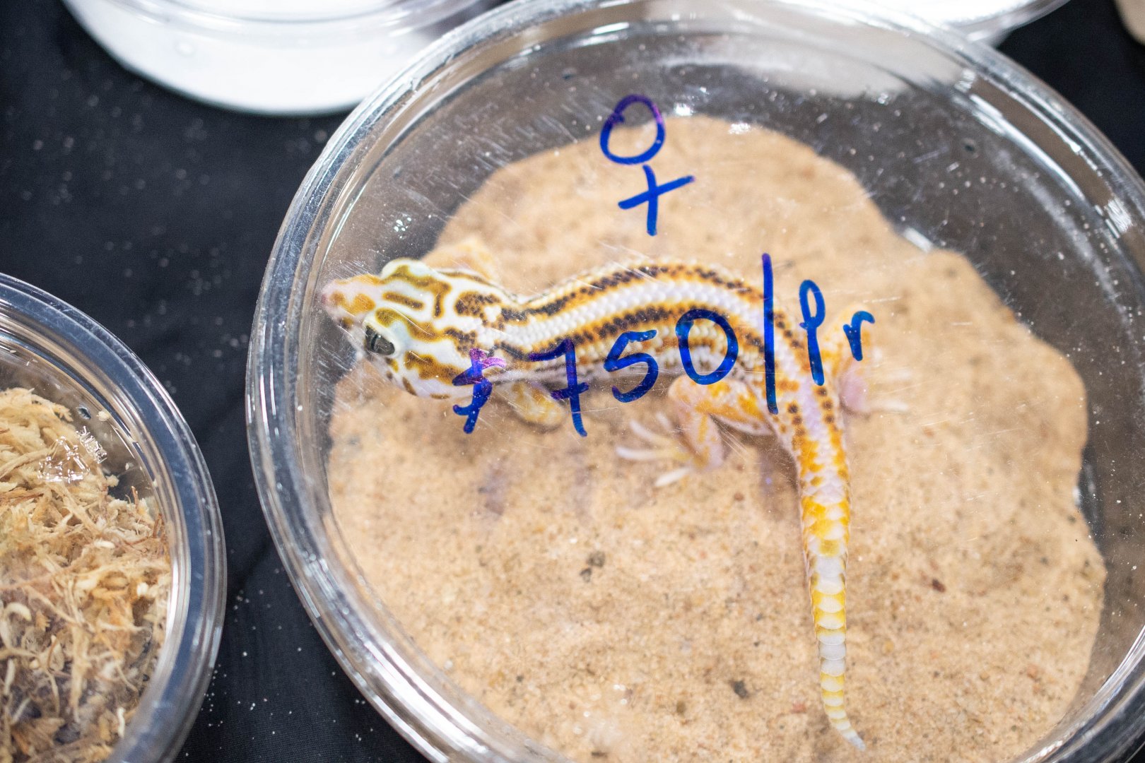 Persian Frog-eyed Gecko- Teratoscincus keyserlingii