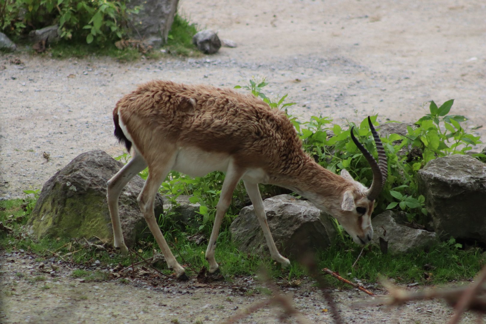 Persian Gazelle - 20 June 2024