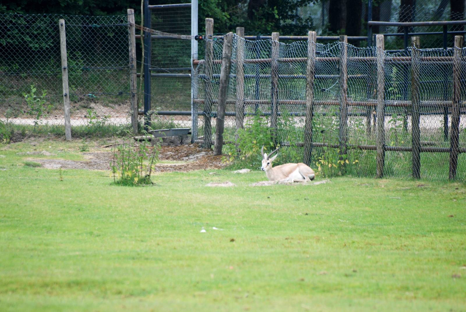 Persian Gazelle at Beekse Bergen, 31/05/12