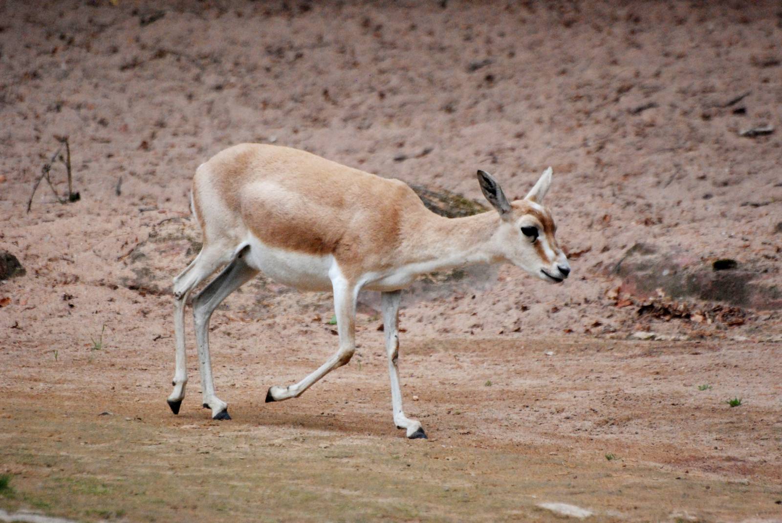 Persian Gazelle at Nuremberg, 04/09/15