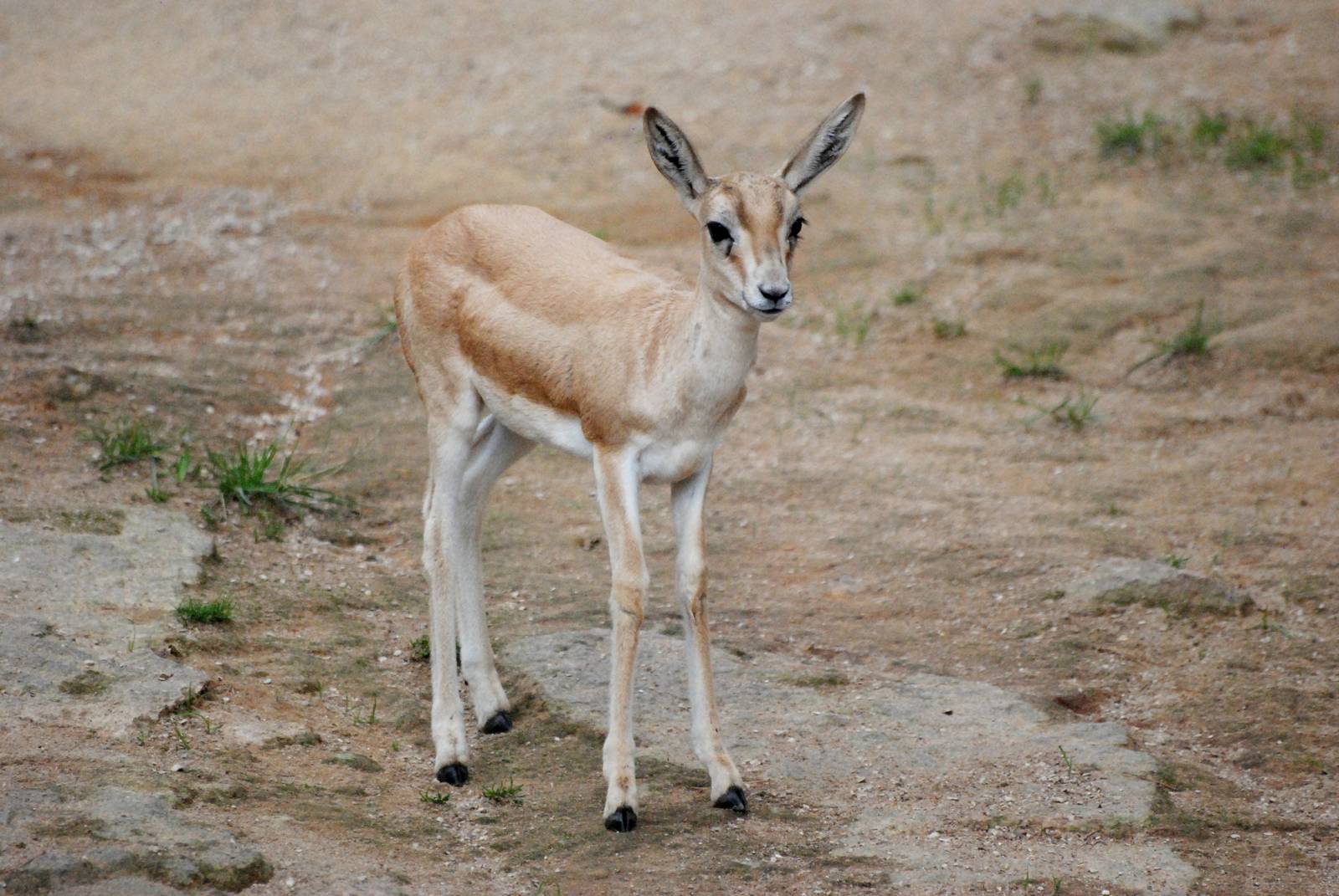 Persian Gazelle at Nuremberg, 04/09/15