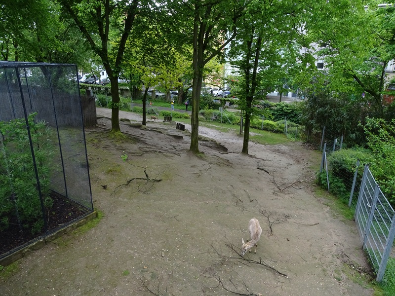 Persian gazelle enclosure