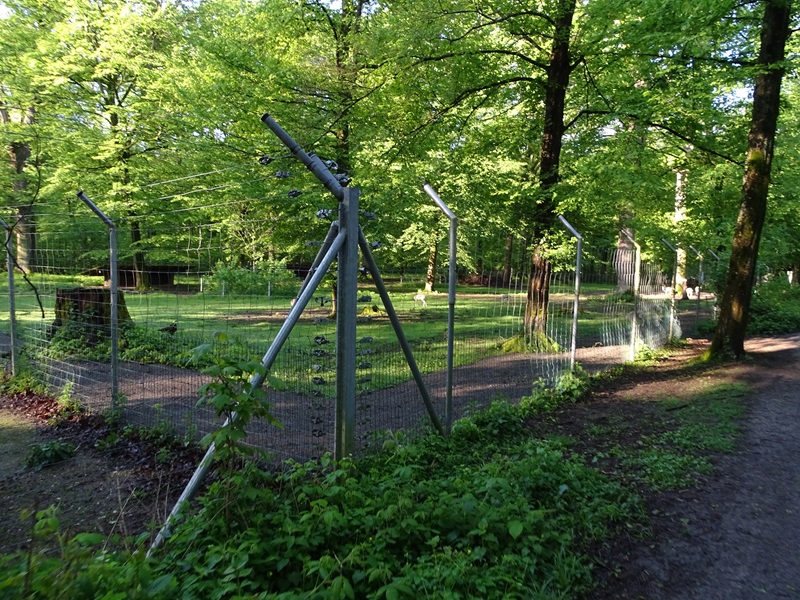 Persian gazelle enclosure