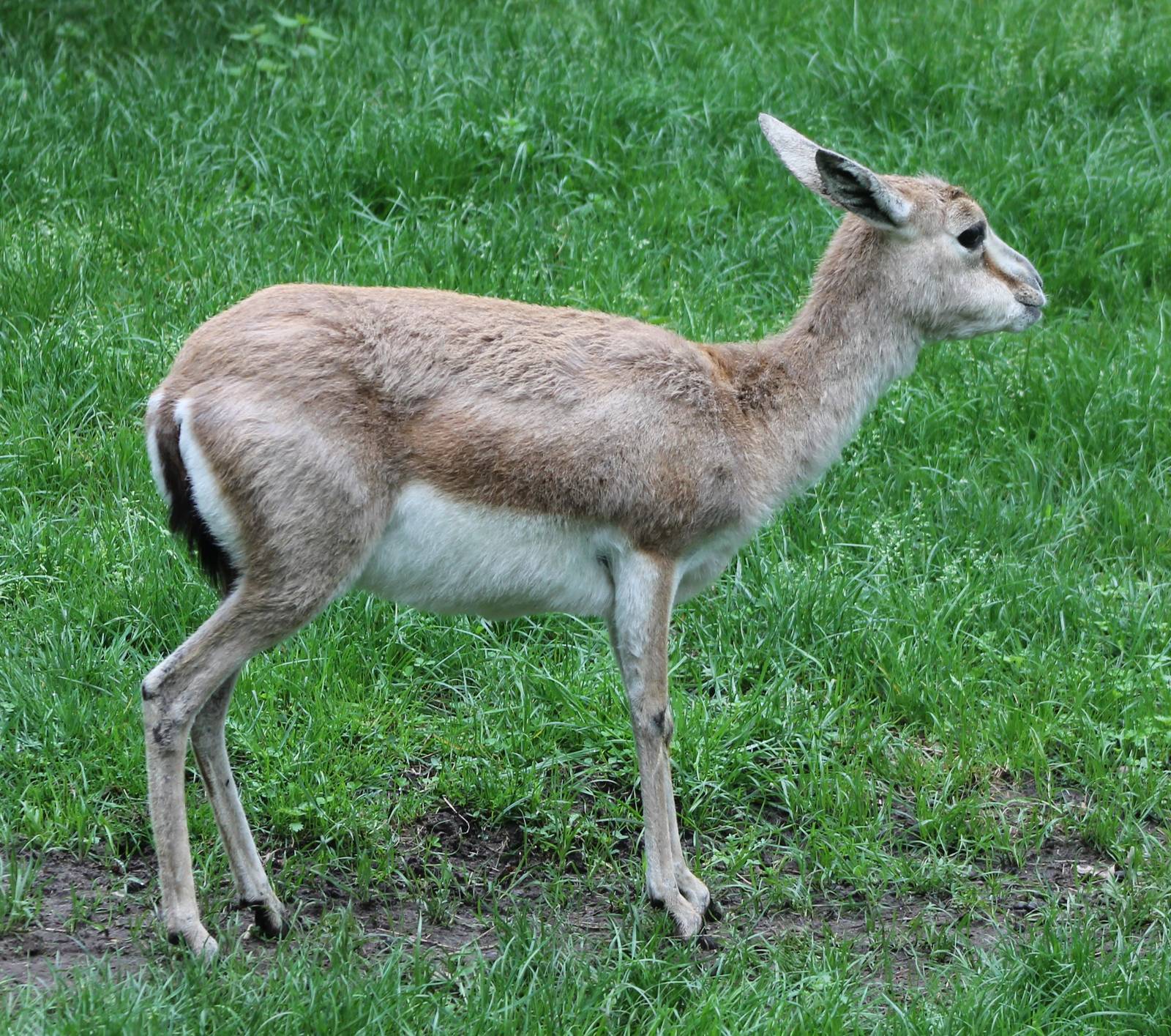 Persian gazelle female