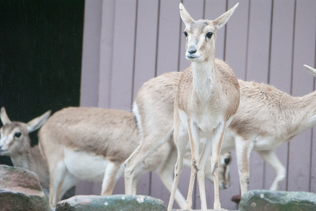 Persian gazelle (Gazella subgutterosa)