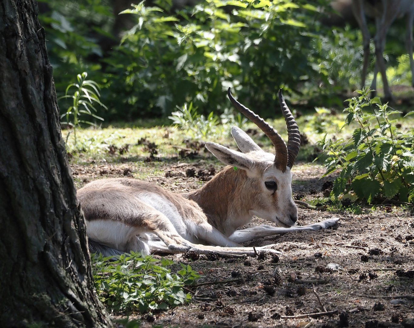 Persian gazelle (Gazella subgutturosa subgutturosa), 2025-04-30