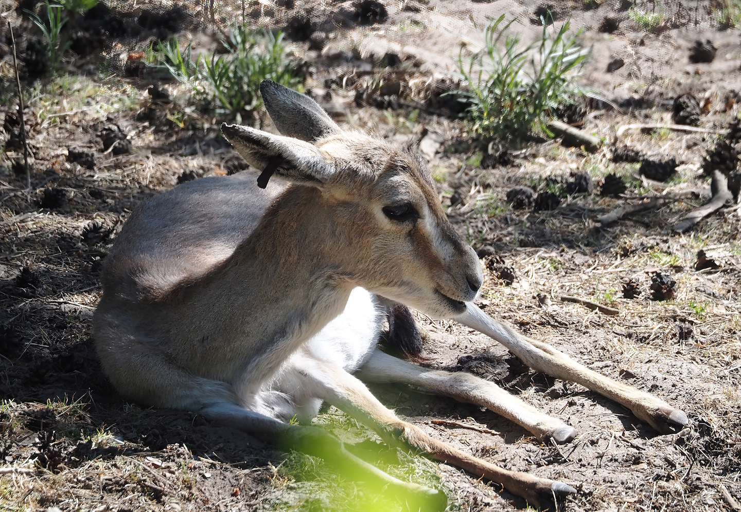 Persian gazelle (Gazella subgutturosa subgutturosa), 2025-04-30