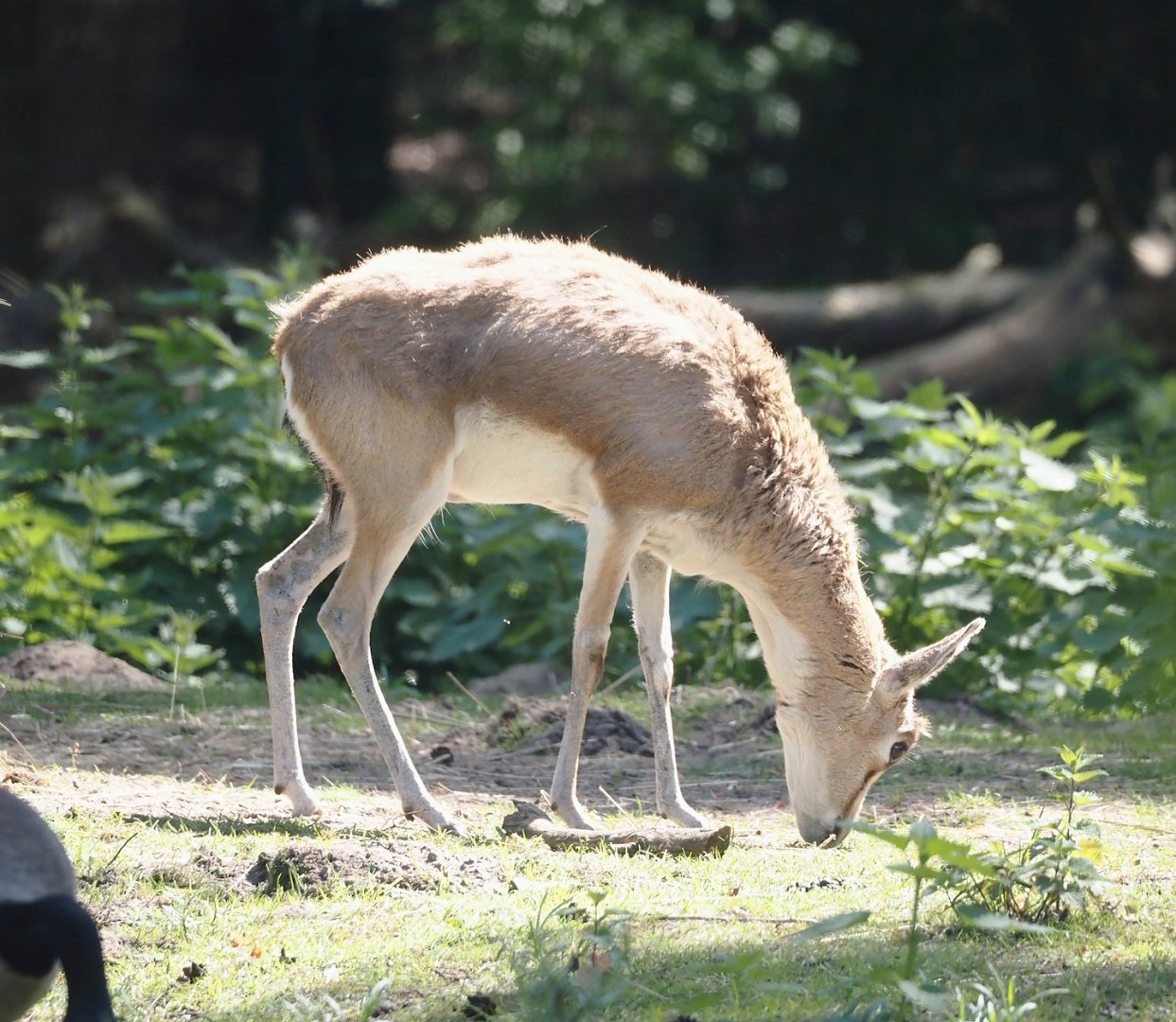 Persian gazelle (Gazella subgutturosa subgutturosa), 2025-04-30