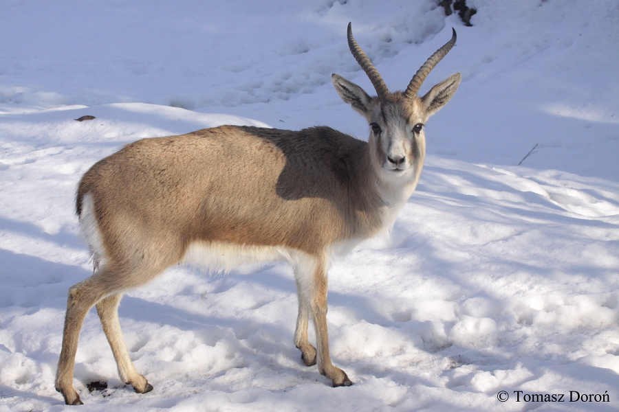 Persian Gazelle (Gazella subgutturosa subgutturosa) - male.