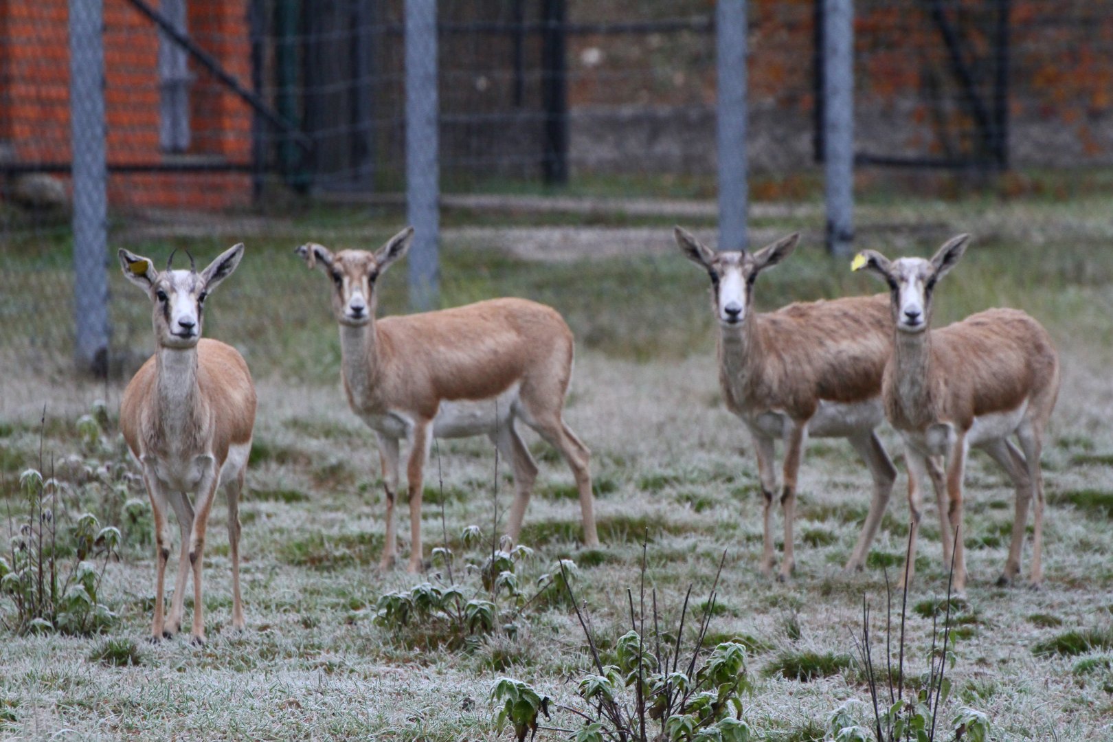 Persian gazelle (Gazella subgutturosa subgutturosa)