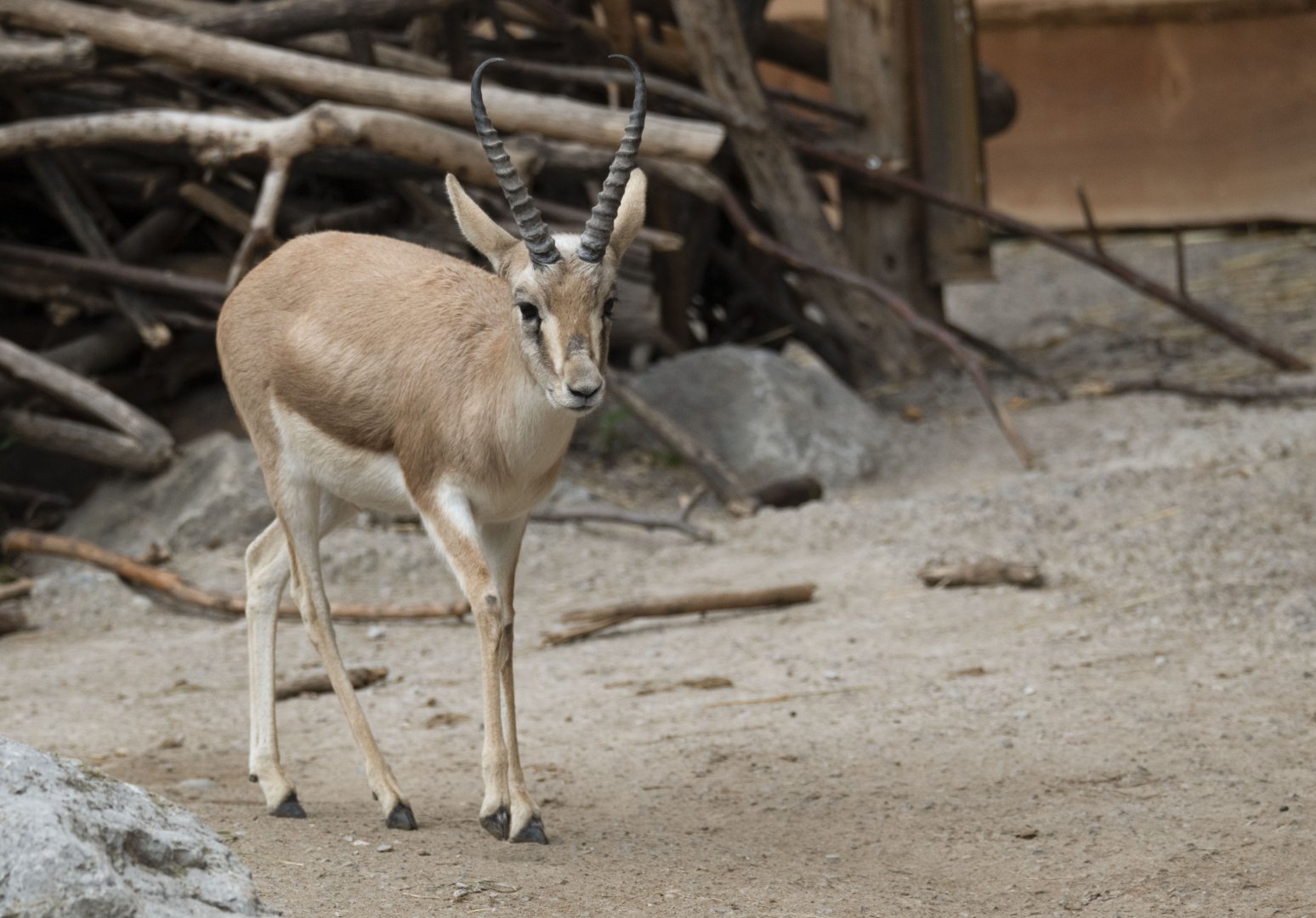 Persian gazelle (Gazella subgutturosa subgutturosa)