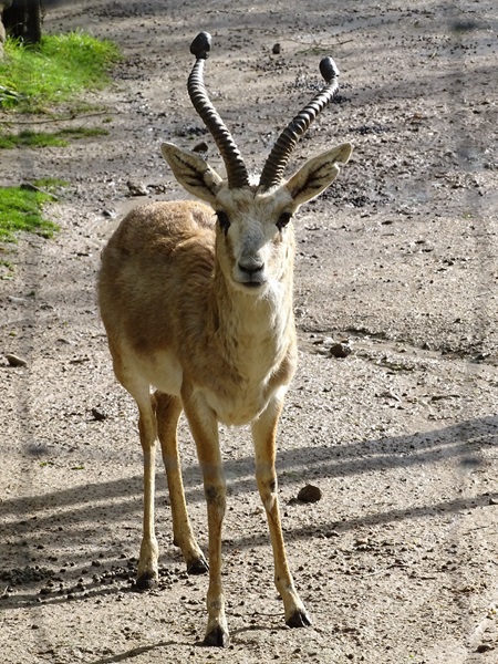 Persian gazelle (Gazella subgutturosa subgutturosa)