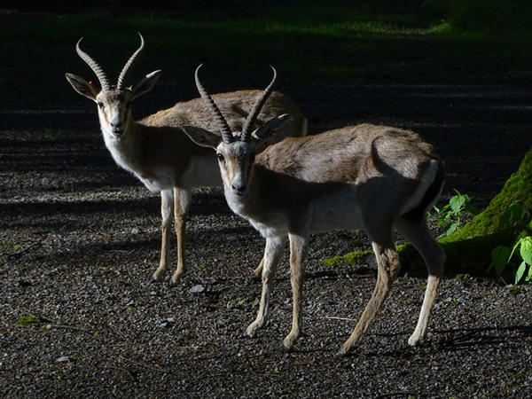 Persian gazelle (Gazella subgutturosa subgutturosa)
