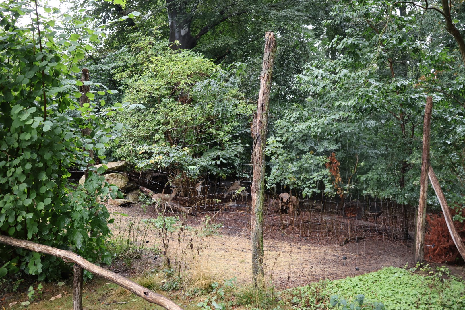 Persian Gazelle (Gazella subgutturosa subgutturosa)