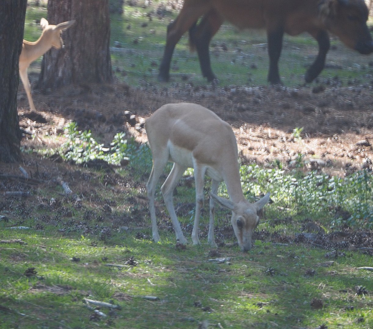 Persian gazelle (Gazella subguturosa subguturosa), 2019-09-15