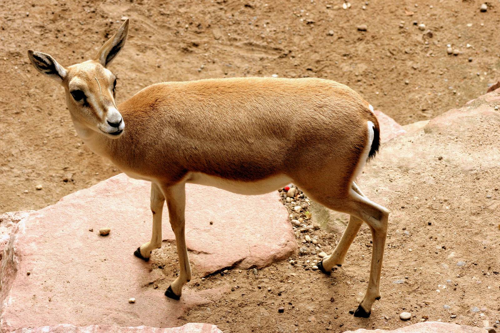 Persian gazelle; Karlsruhe; 6th September 2015