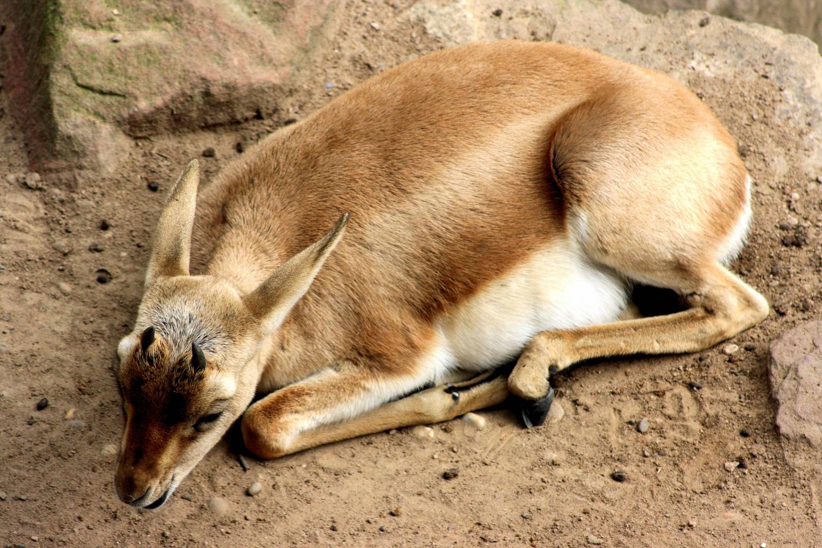 Persian gazelle; Karlsruhe; 6th September 2015