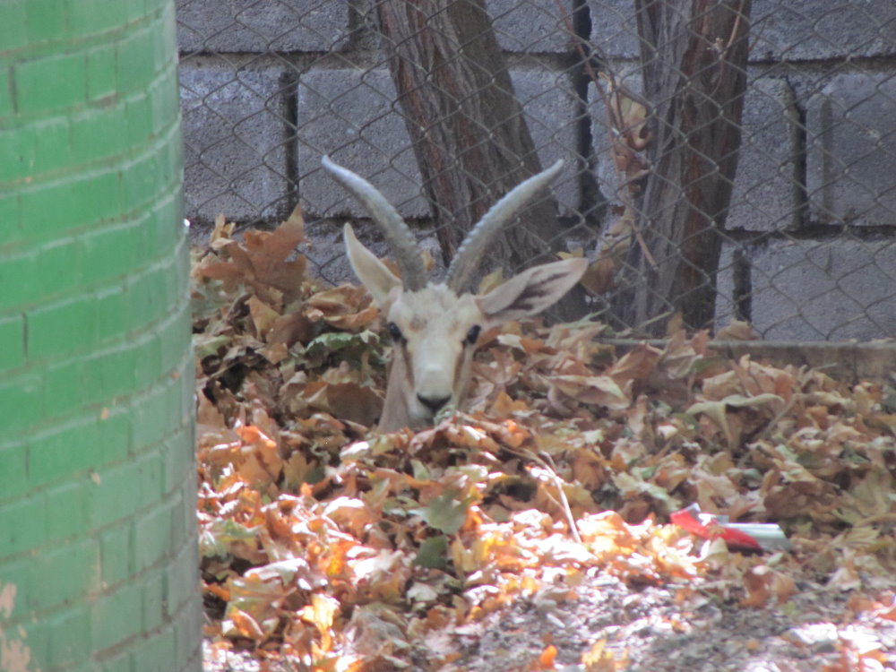 Persian Gazelle(male)