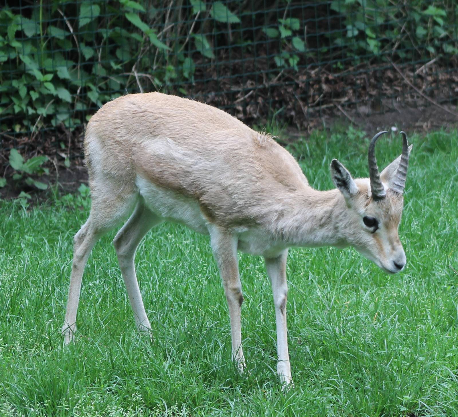 Persian gazelle male