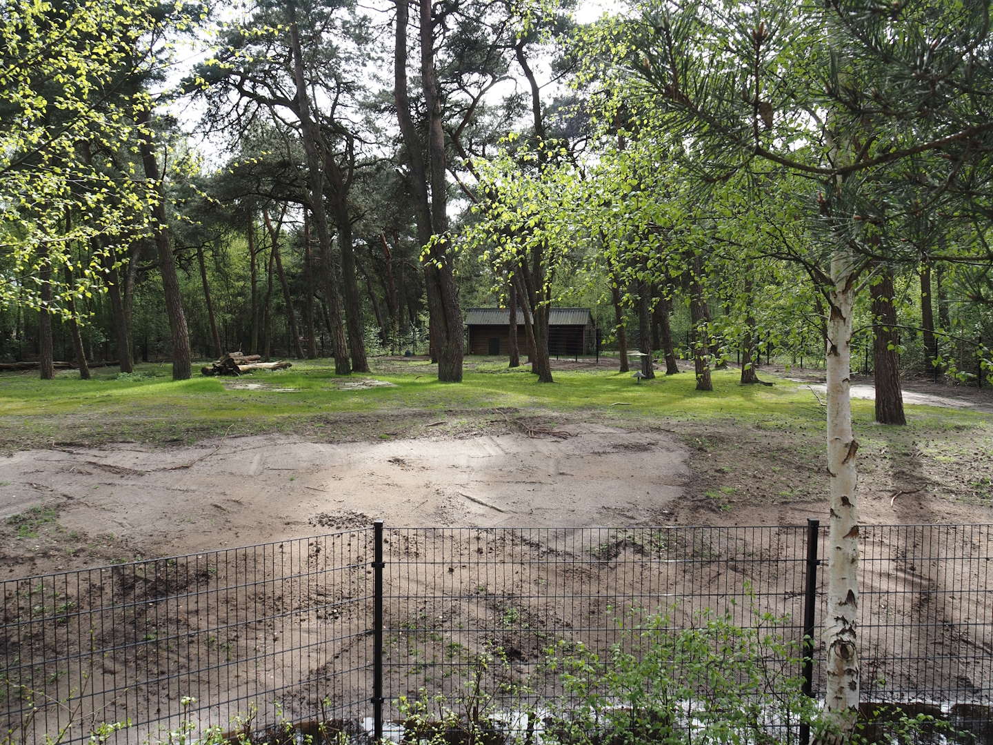 Persian gazelle paddock, 2024-04-06