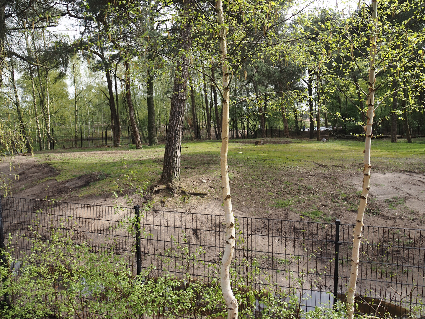 Persian gazelle paddock, 2024-04-06