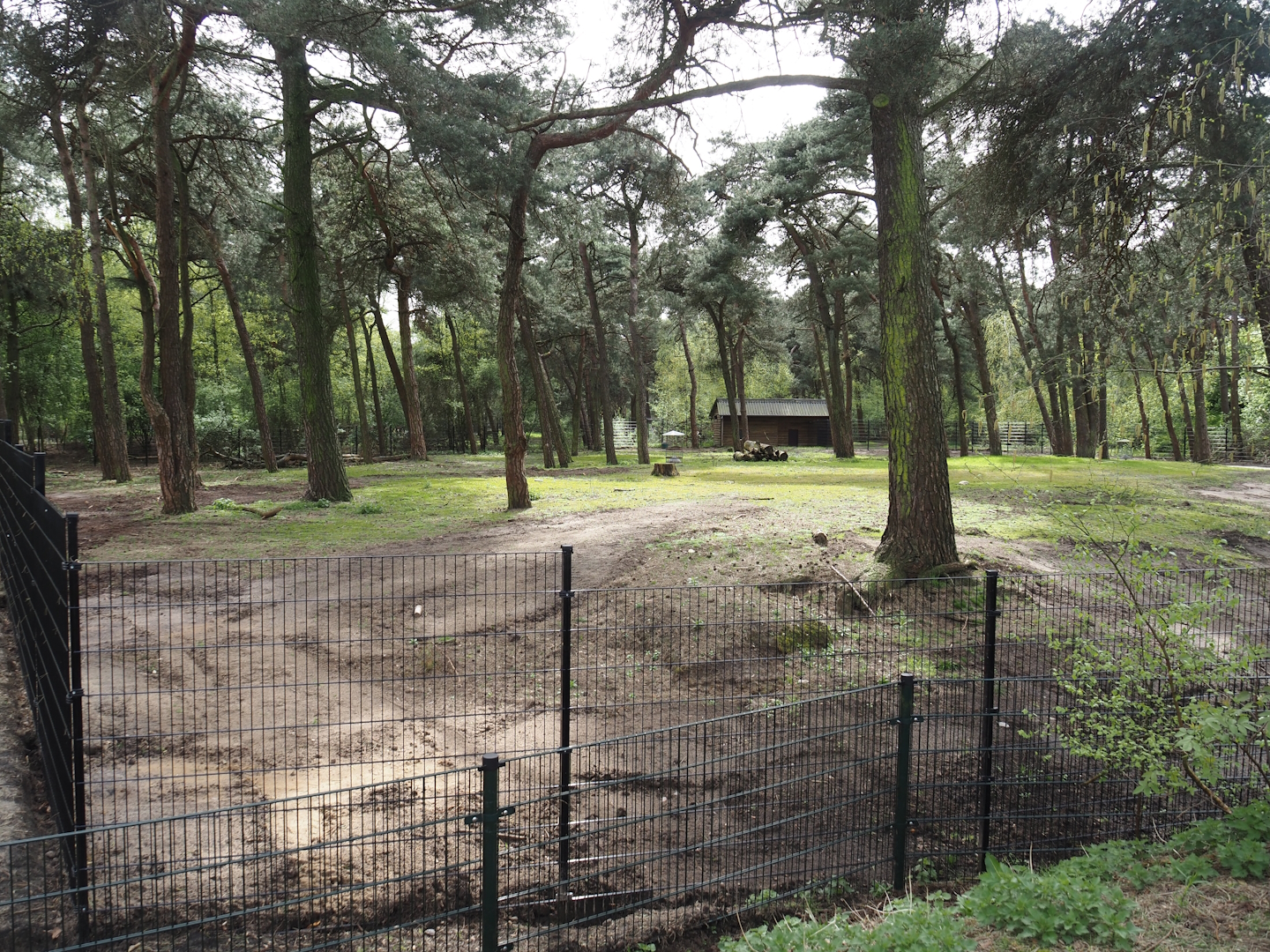 Persian gazelle paddock, 2024-04-06