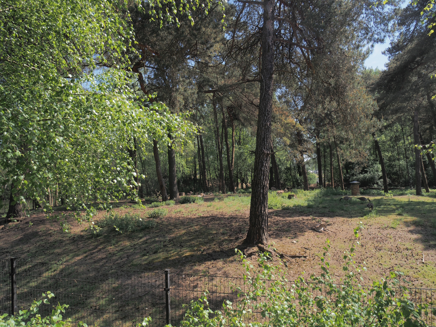 Persian gazelle paddock, 2025-04-30