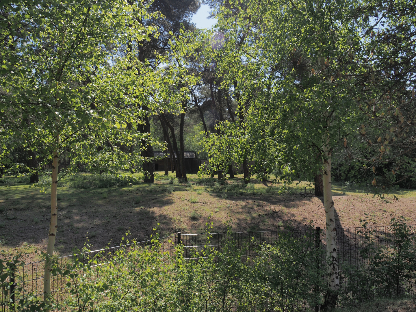 Persian gazelle paddock, 2025-04-30