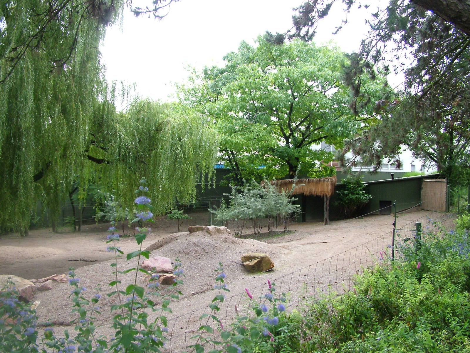 Persian Gazelle Paddock at Cologne, 07/09/10