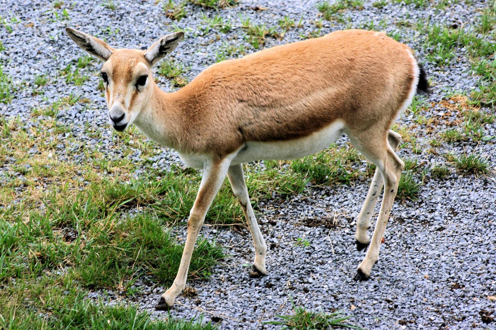 Persian gazelle; Plzen; 1st September 2012