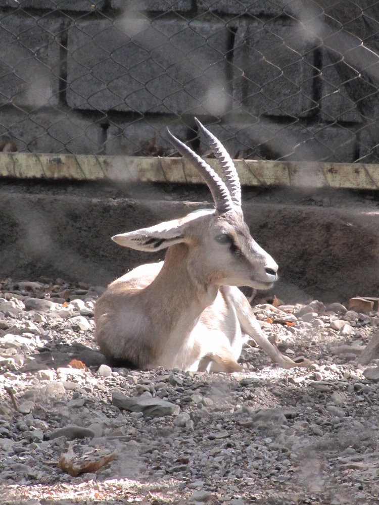 Persian Gazelle(tehran zoo)