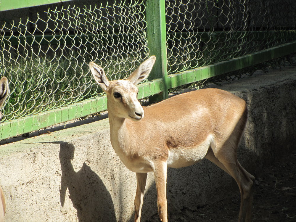 Persian Gazelle