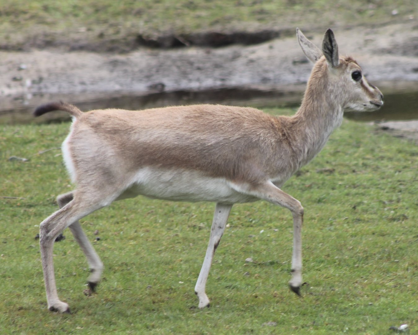 Persian Gazelle