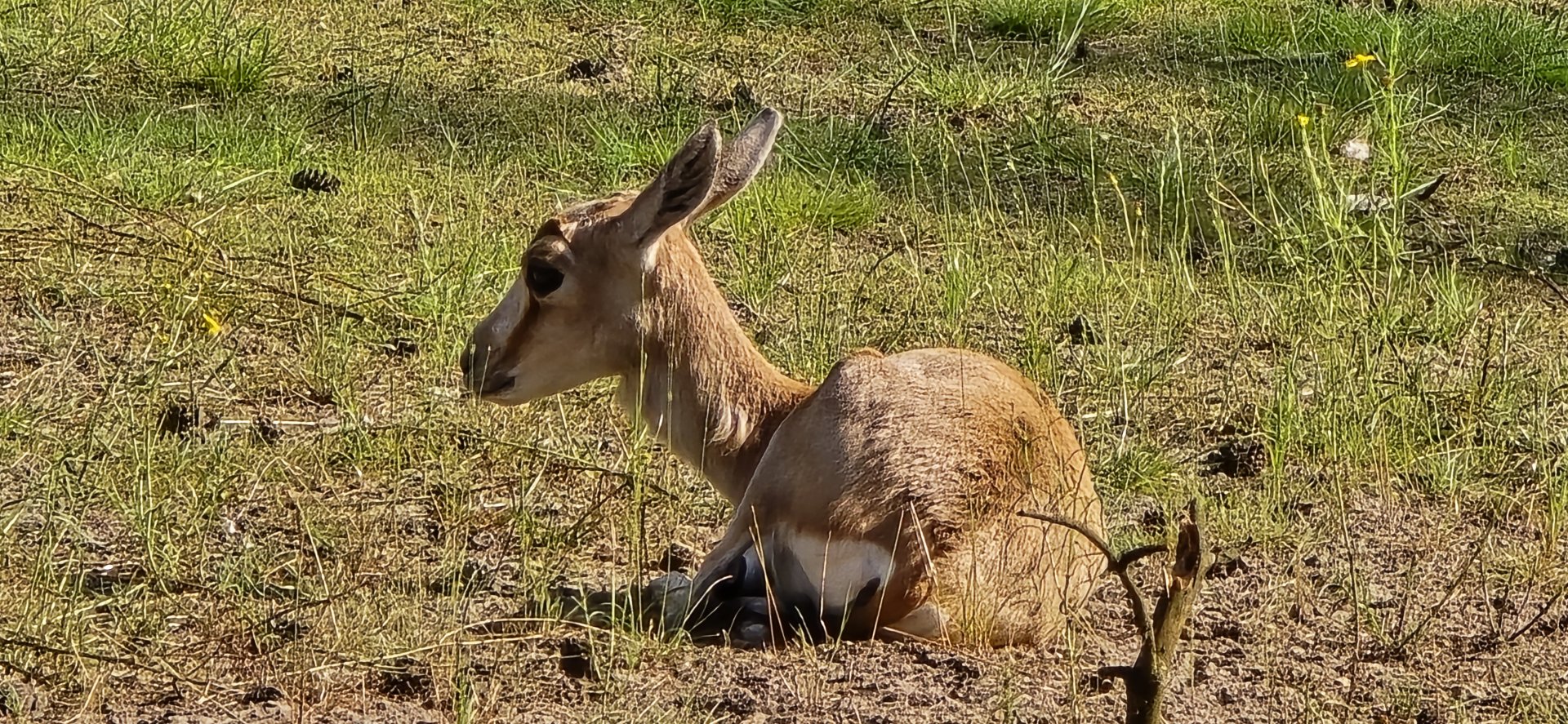 Persian gazelle