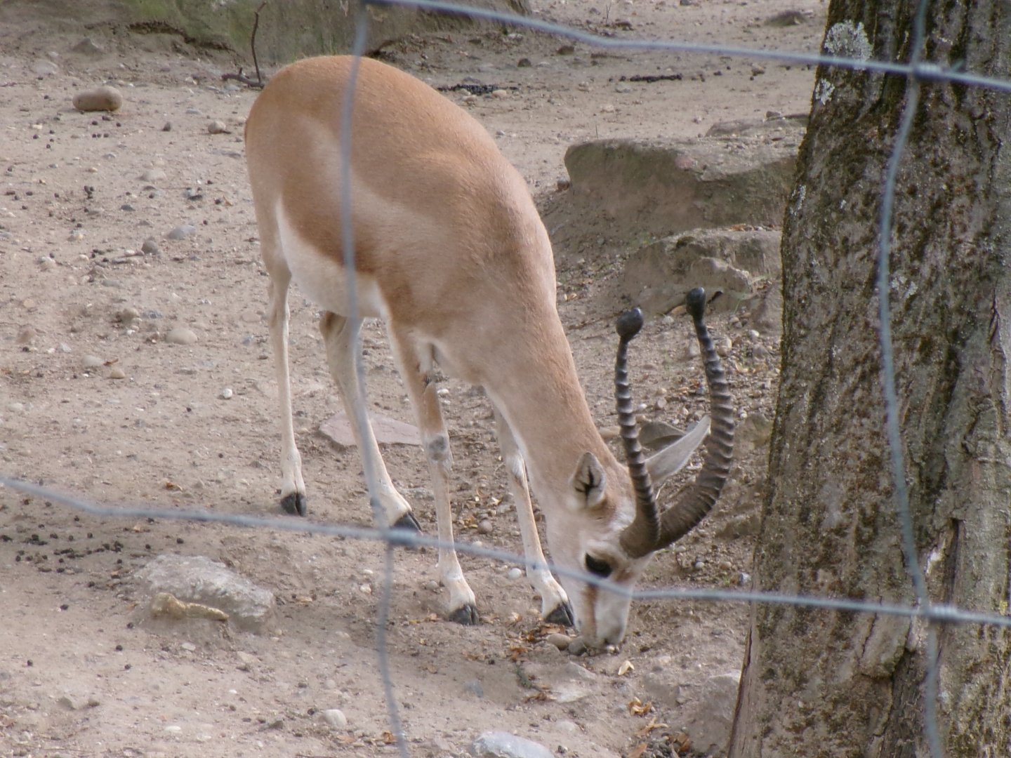 Persian gazelle