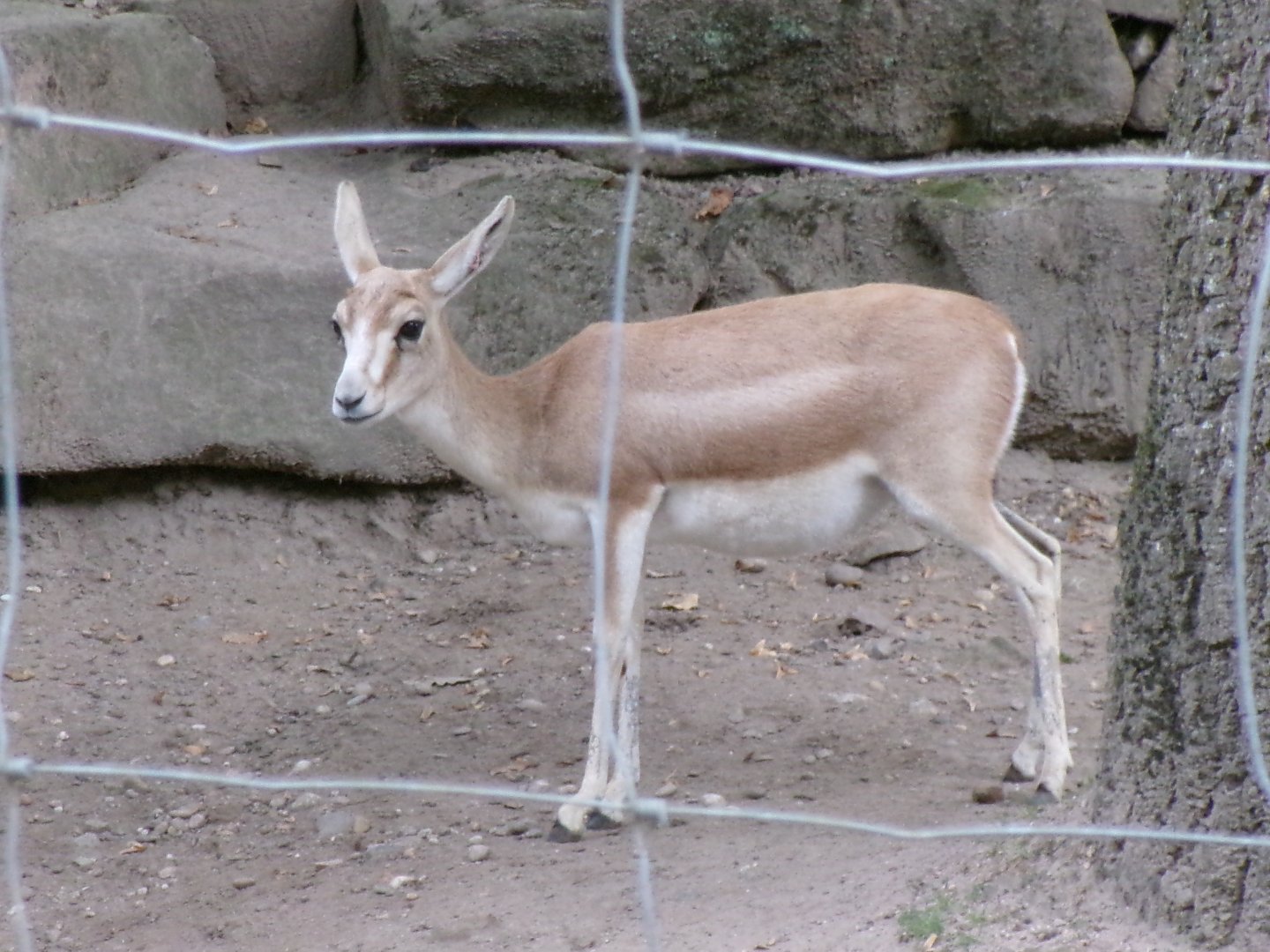 Persian gazelle