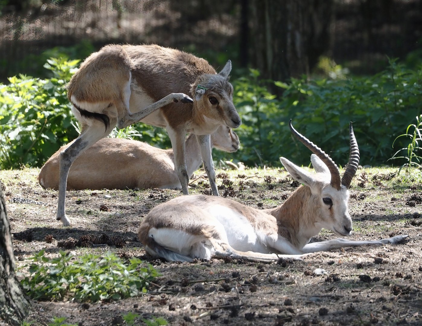 Persian gazelles (Gazella subgutturosa subgutturosa), 2025-04-30