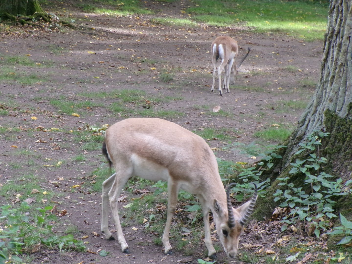 Persian gazelles