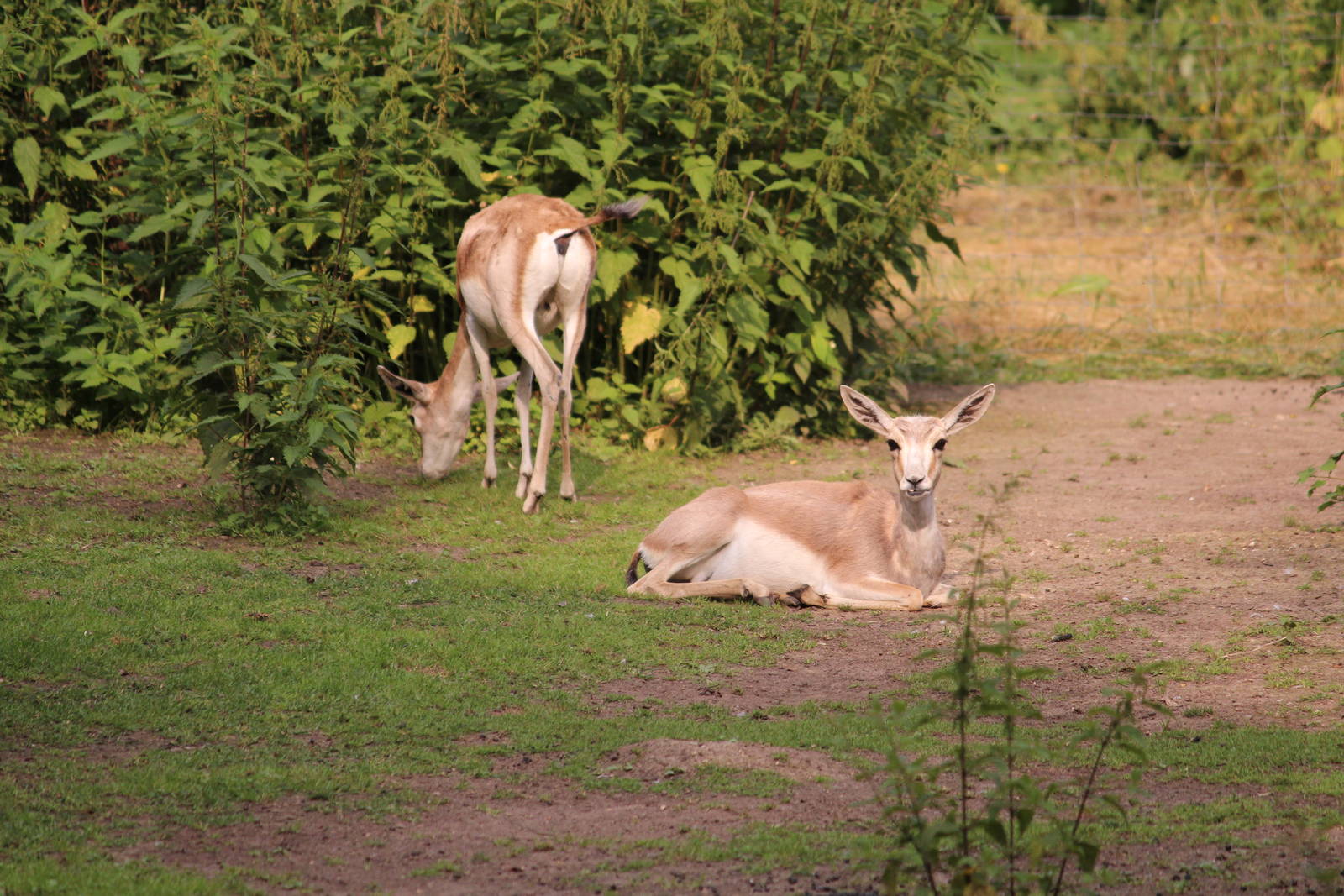 Persian goitered gazelle, July 2013