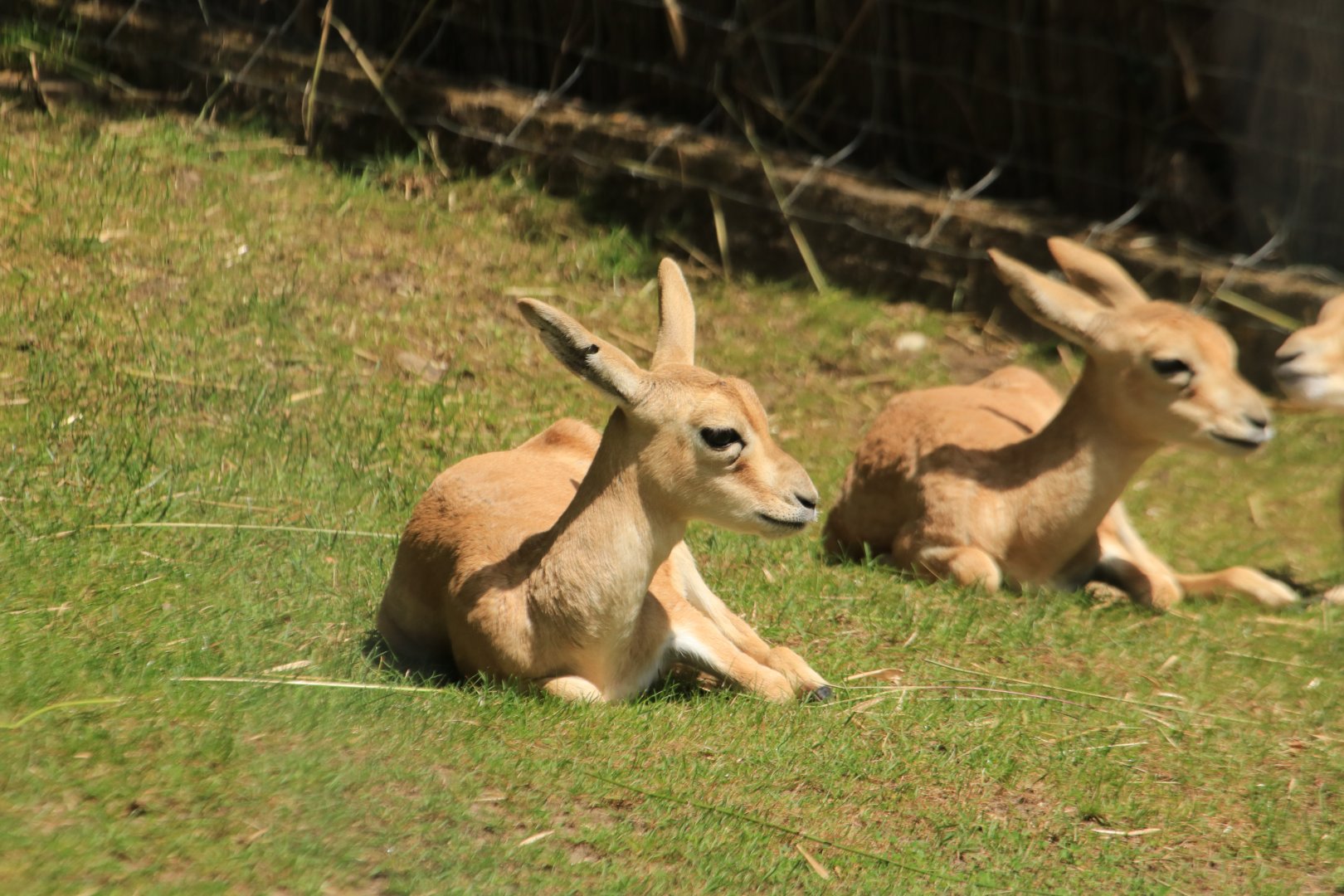 Persian goitered gazelle (June 2020)