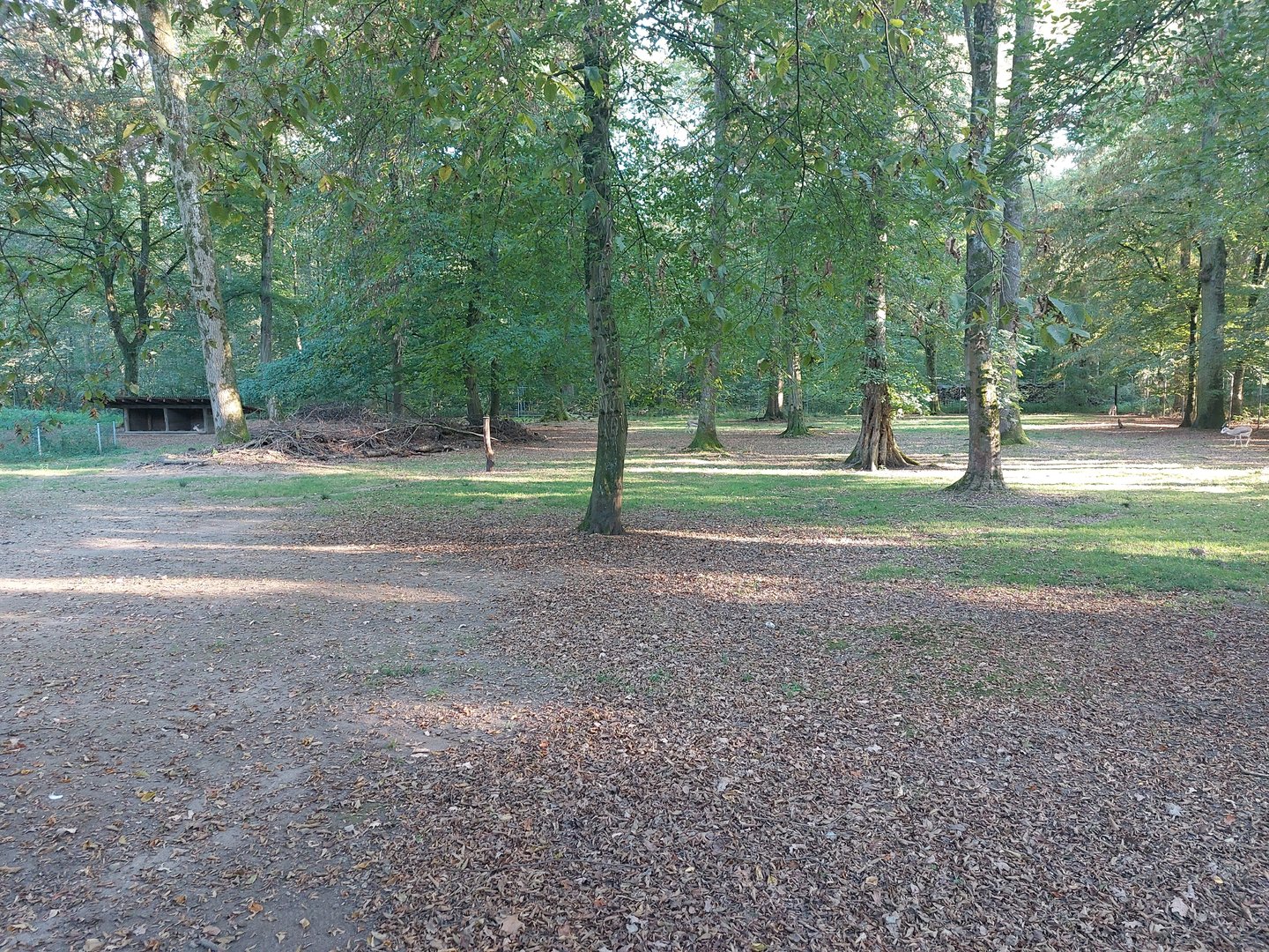 Persian goitered gazelle paddock