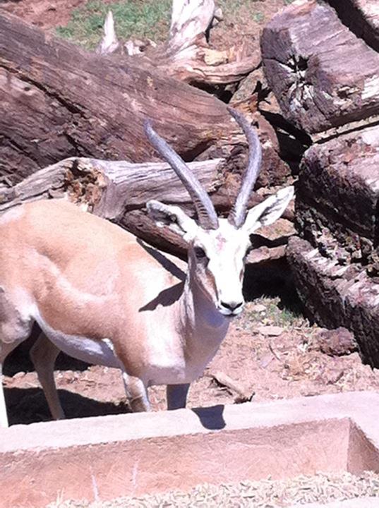 Persian goitered gazelle