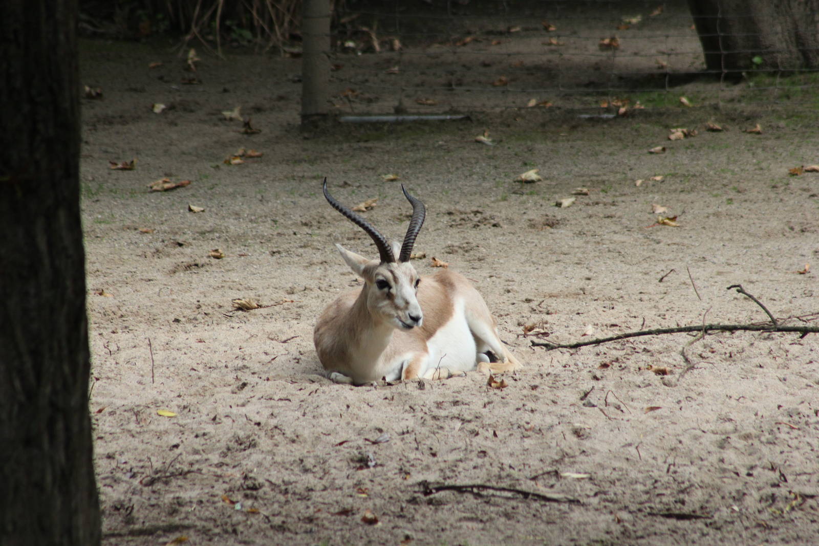 Persian goitered gazelle