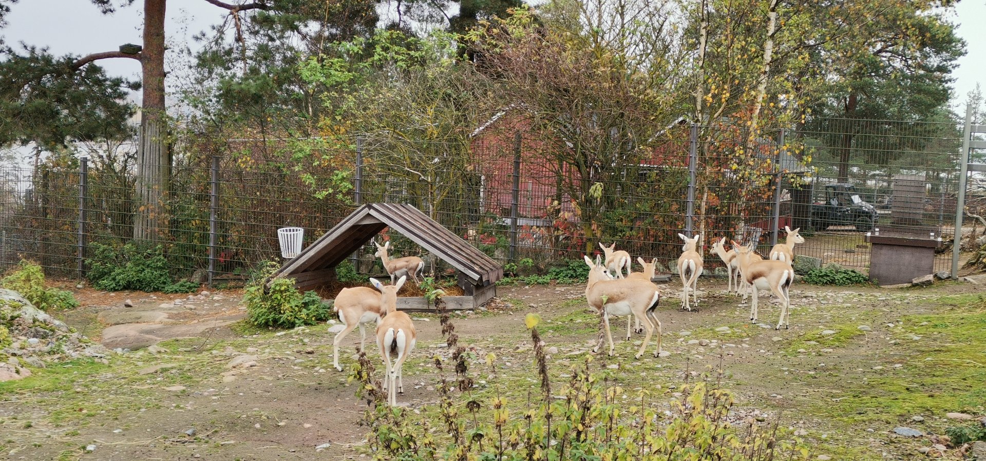 Persian Goitered Gazelle