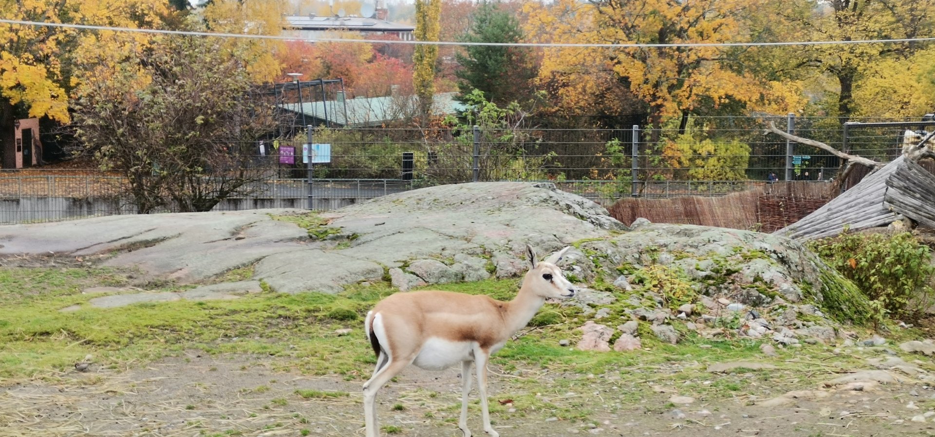 Persian Goitered Gazelle