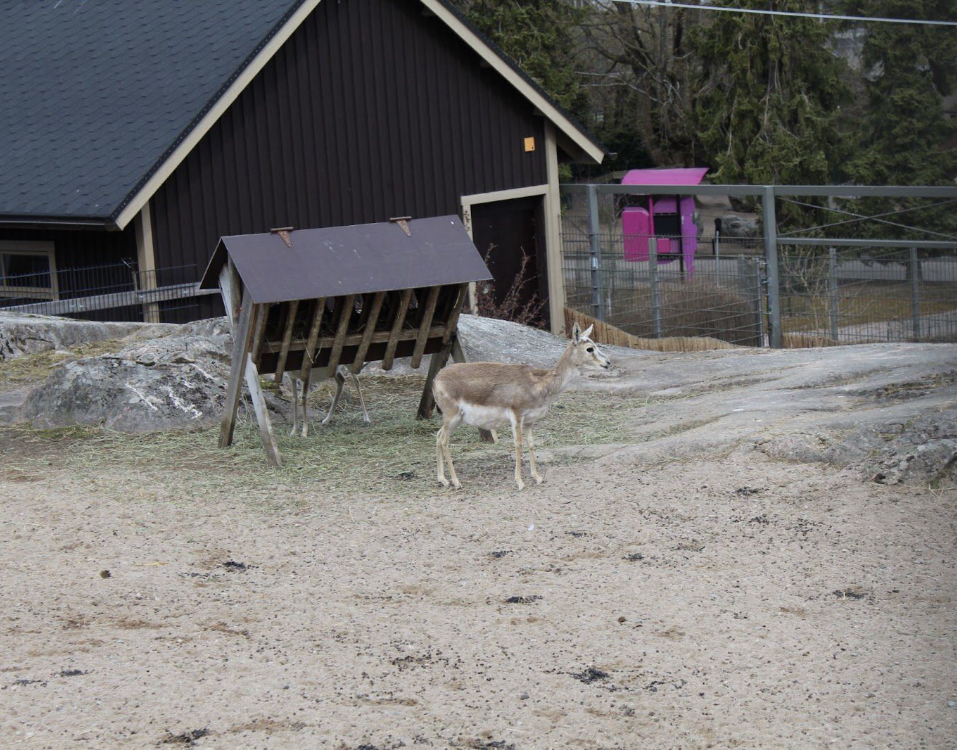 Persian goitered gazelle