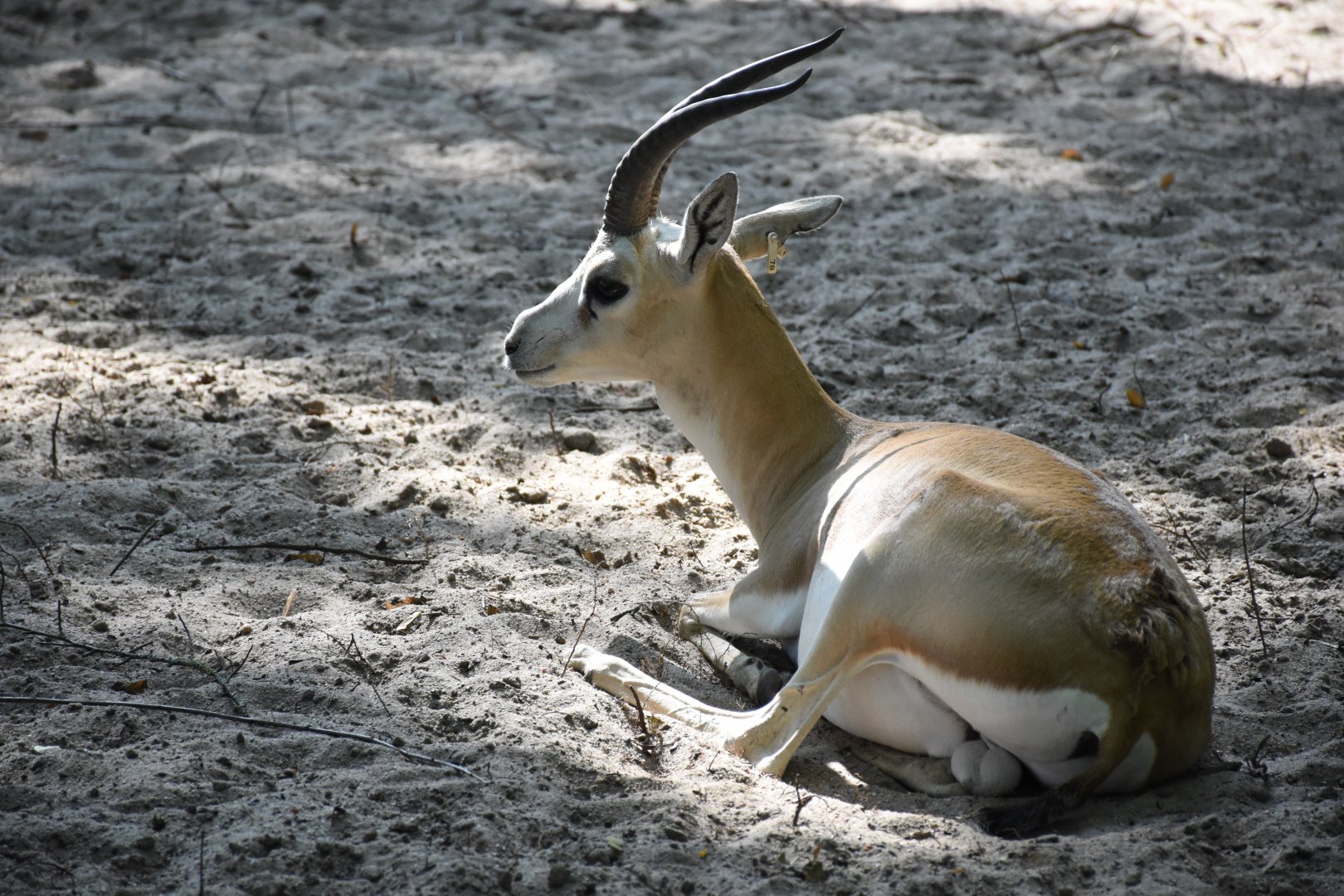 Persian goitered gazelle