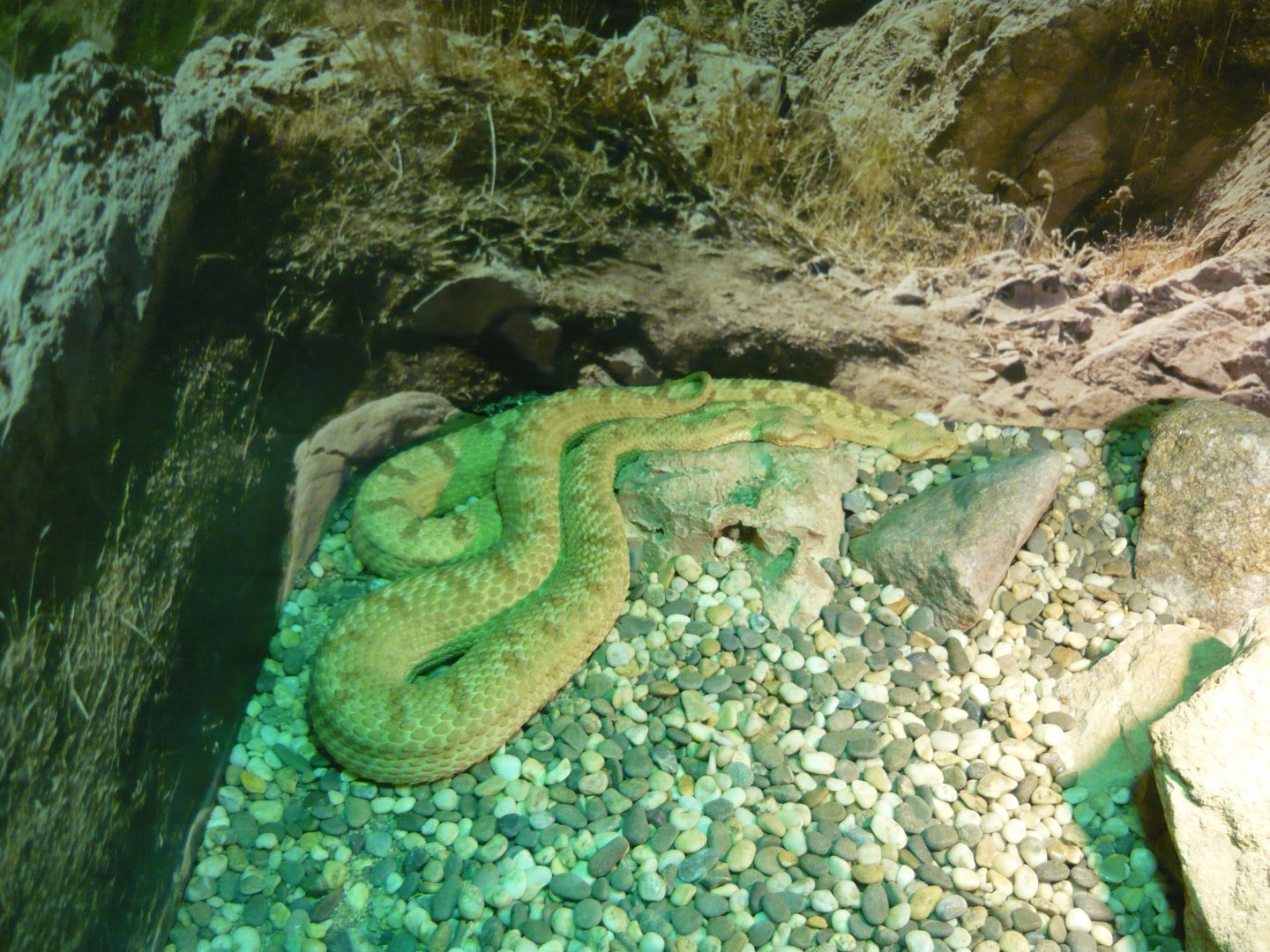 Persian horned vipers (Pseudocerastes persicus)