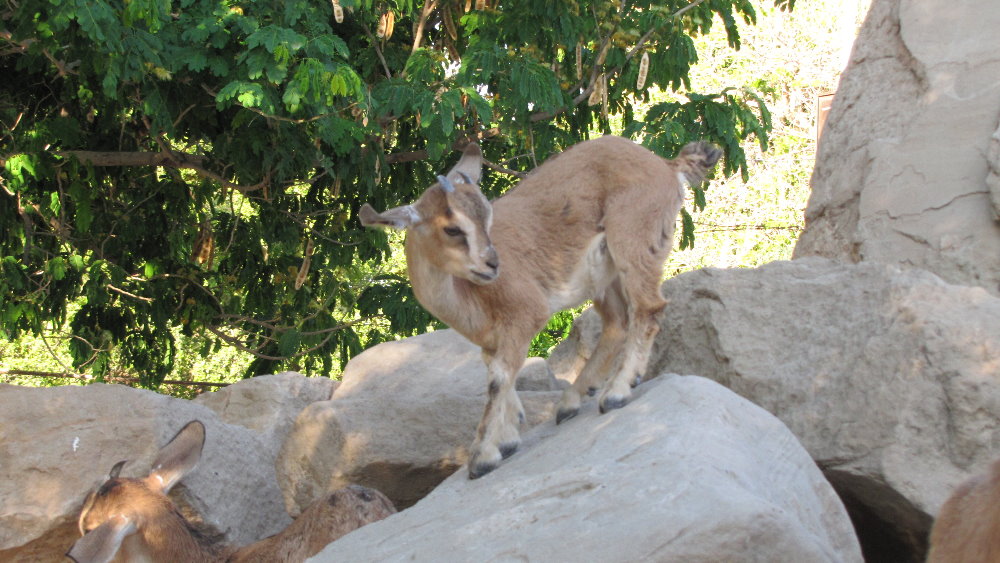 PERSIAN ibex bezoar baby(dezful zoo)