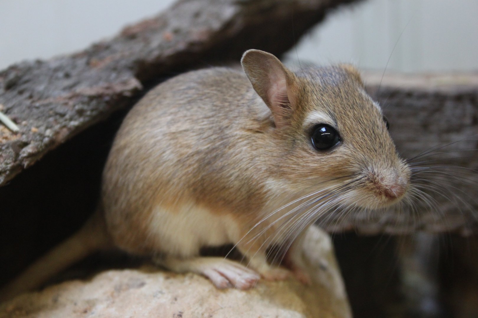 Persian jird (Meriones persicus rossicus)
